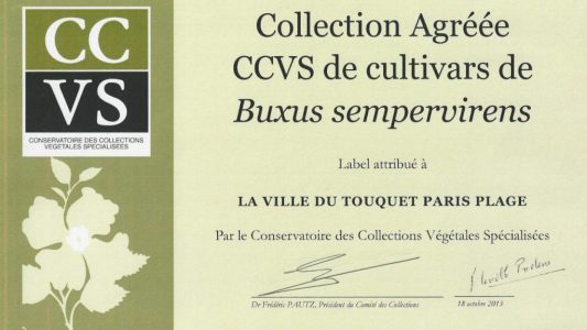 CCVS Certificate