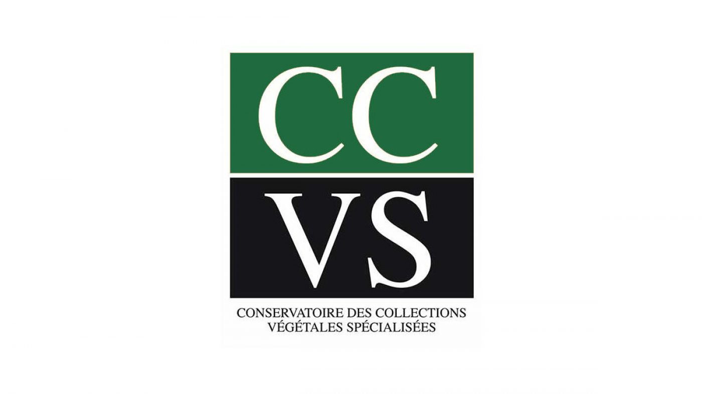 CCVS Logo HL