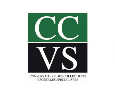CCVS Logo HL